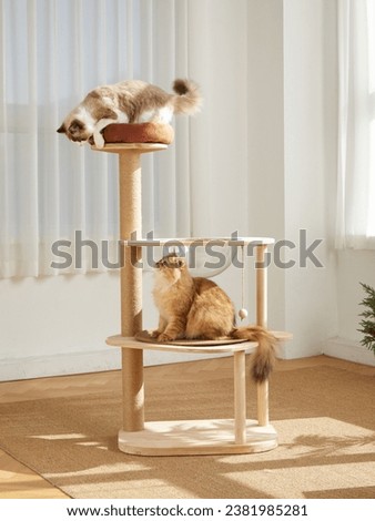 Cat Tower,Cat tree,pet cat wooden frame,cat climbing frame,indoor Royalty-Free Stock Photo #2381985281