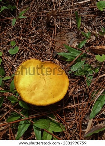 Suillus americanus is a species of fungus in the mushroom family Suillaceae. Commonly known as the chicken fat mushroom, American suillus, it grows in a mycorrhizal association with eastern white pine
