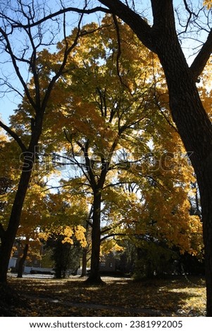 Yellow orange autumn fall leaves trees beautiful blue sky light of the sun shining through sun burst 