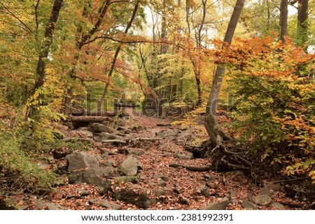 Amazing colored foliage of trees and shrubs along the banks of a forest creek.