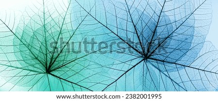 macro shot.abstract leaf transparent.showing leaves detail background.structure plant