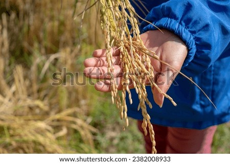 A closeup shot of woman hand holding and touch raw rice on the paddy field, rice harvest season on winter in southeast asia, agriculture and harvesting concept, copy space for text Royalty-Free Stock Photo #2382008933