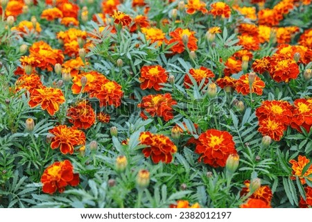 Beautiful marigold flowers in open ground Marigolds in the garden