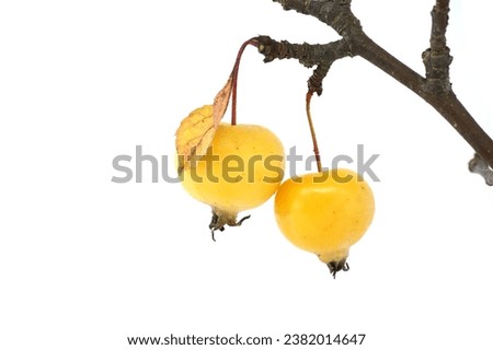 Branch with crab apple fruits and yellowed leaves isolated on white background. Malus sylvestris, European crab apple, also known as the European wild apple or simply the crab apple Royalty-Free Stock Photo #2382014647