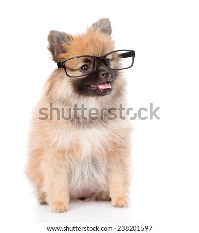 tiny spitz puppy with glasses. isolated on white background