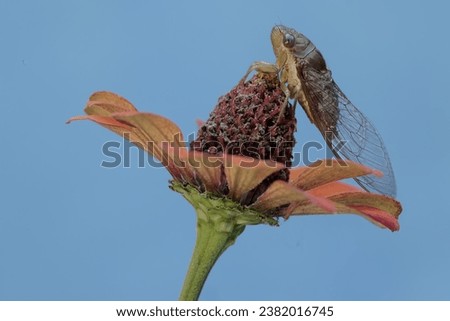 An evening cicada is looking for food on a paper flower. This insect has the scientific name Tanna japonensis.