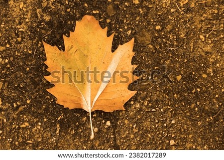 Orange leaf on a concrete pavement, autumn scene, background for text, orange photo