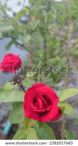 Horizontal beautiful red rose flower photography. 