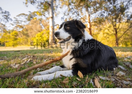 Portrait of a beautiful male Border Collie puppy in the dog park on the green grass. Dog in the park.
