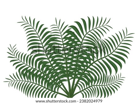 tropical leaves plant isolated icon vector illustration design  vector illustration design, green palm tree isolated on white background