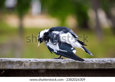 A friendly black and white Magpie-lark (Grallina cyanoleuca) an Australian bird with pee-o-wit' cry called Pee Wee , Murray magpie or Mudlark, looks for food on a late morning in late spring. Royalty-Free Stock Photo #2382026309