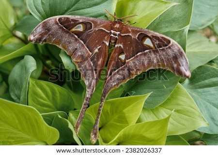Hercules Moth Butterfly - on plants in the garden.Coscinocera hercules, the Hercules moth, is a moth of the family Saturniidae, endemic to New Guinea and northern Australia. Royalty-Free Stock Photo #2382026337