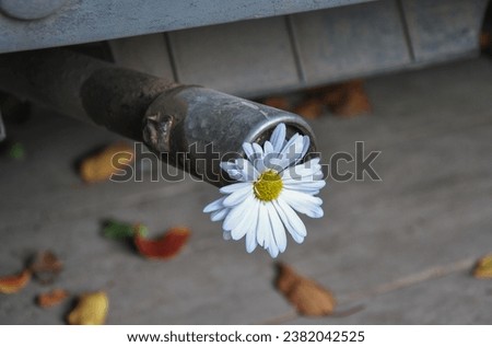 flowers in a car exhaust pipe as an eco-friendly car concept
