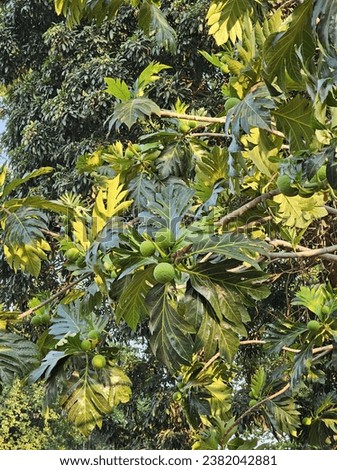 young green breadfruits (Artocarpus altilis) with large leaves. This photo illustrates the early stage of breadfruit growth, a valuable food source.
