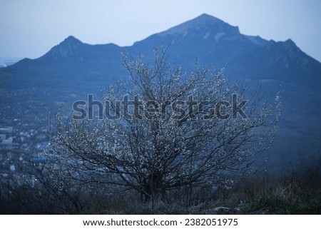 Scenic blossoming panorama in a evening. Nature of Caucasus