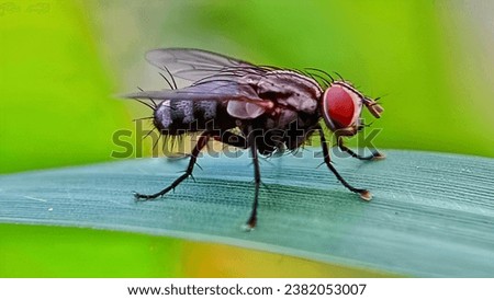 Macro photo of green flies with a blurry background Green flies are often a source of disease. The reason is, they can transmit pathogens in their bodies through saliva when they land on food