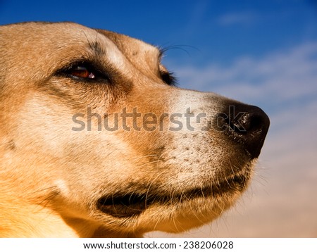 humorous near dog portrait  with blue sky in background