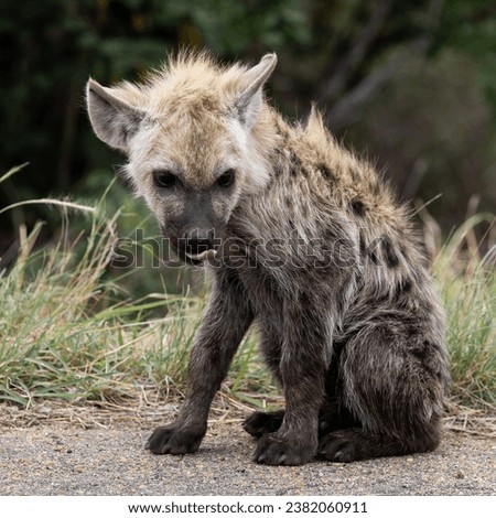 a young spotted hyena cub