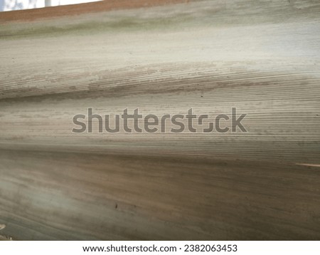 Unique texture of coconut tree branch bark