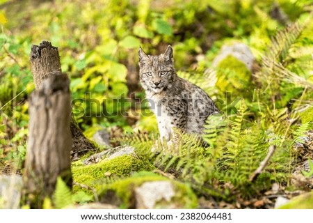 Lynx in green forest with tree trunk. Wildlife scene from nature. Playing Eurasian lynx, animal behaviour in habitat. Wild cat from Germany. Wild Bobcat between the trees Royalty-Free Stock Photo #2382064481