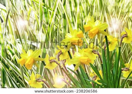 yellow flowers daffodils