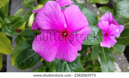Pink periwinkle flowers bloom beautifully and beautifully in natural beauty.