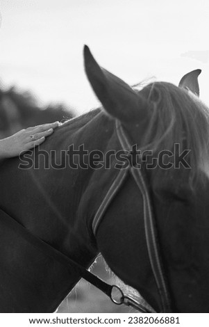 horse animal dramatic photo wild