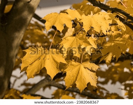 Yellow maple leaves in autumn will beautify the trees outside and warm up the colder days. Sunny autumn pictures will brighten up you