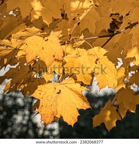 Yellow maple leaves in autumn will beautify the trees outside and warm up the colder days. Sunny autumn pictures will brighten up you