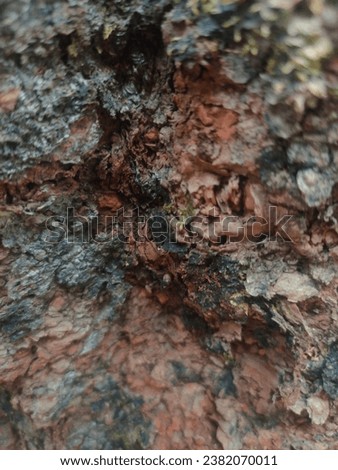 Beautiful tree bark texture, can be used as background and wallpaper 
