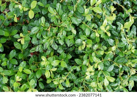 a shrub with green leaves and water drops.