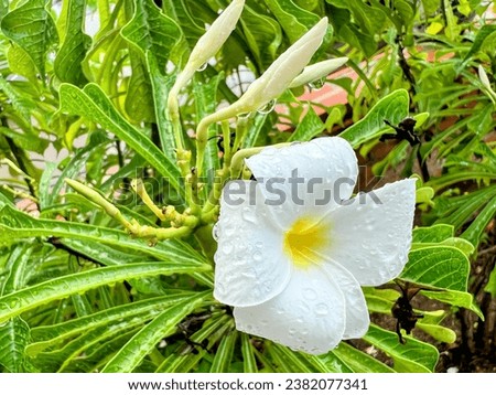 a white flower with yellow center and yellow center.