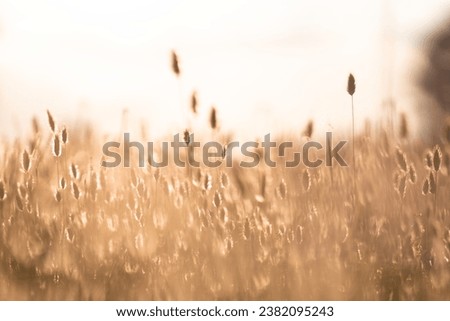 Field of tall, dry grass swaying in the wind. The sun is setting in the background, casting a warm, golden light on the scene.  Royalty-Free Stock Photo #2382095243
