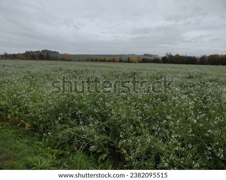 blue and white blooming field in autumn