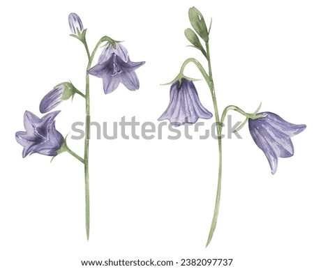 Watercolor harebell flower clip art, wildflower illustration set, harebell meadow floral clipart, medical flower