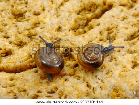 Glass snail (Oxychilus translucidus) a species of small land snail, a terrestrial pulmonate gastropod mollusk in the family Oxychilidae, the glass snails Royalty-Free Stock Photo #2382101141