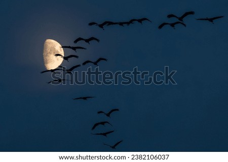 Night's Embrace: Cranes Flying Over Zingst, Pramort 