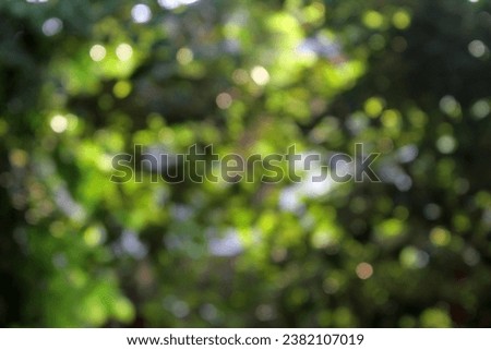 Green bokeh background from nature forest out of focus,the nature background abstract, blur nature background, green leaf
