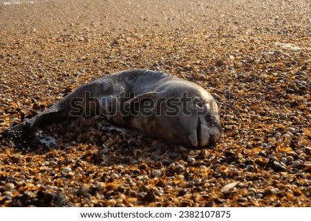 A young porpoise dolphin (Phocaena phocaena) died during a storm (or for other reasons) and was washed ashore by the waves. Azov Sea. Arabatskaya strelka, Crimea Royalty-Free Stock Photo #2382107875
