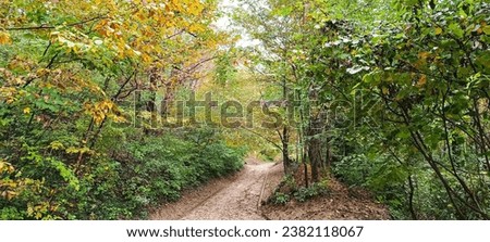 A walk through the autumn forest