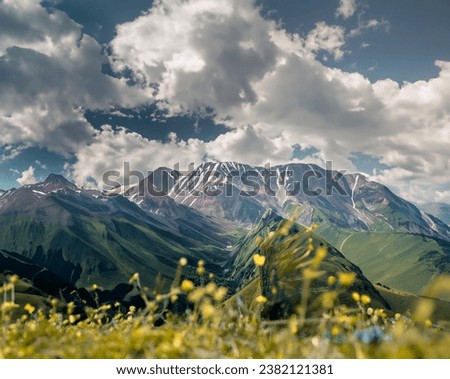 
Georgia Yellow Flower Field Across Brown Mountain