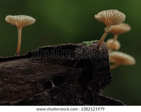 A brown fungus that grows on wooden branches. Macro Photography of Mushroom. Royalty-Free Stock Photo #2382121979