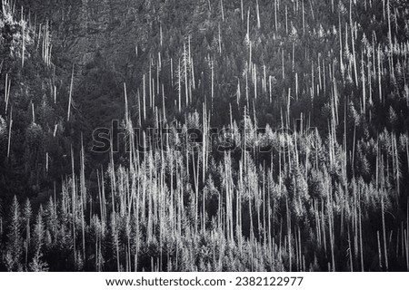 Tall, white snags litter the trees on a rocky mountainside in Sutton Pass between Port Alberni and Tofino, BC.