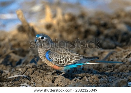A blue and gray bird standing on the ground