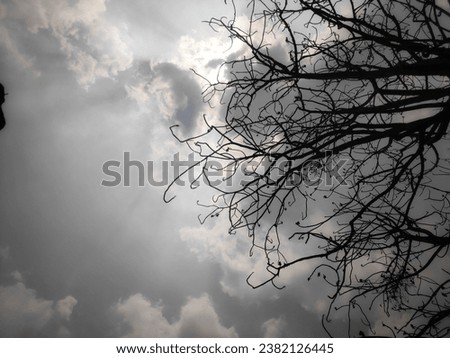 silhouette Dead tree isolated with white background