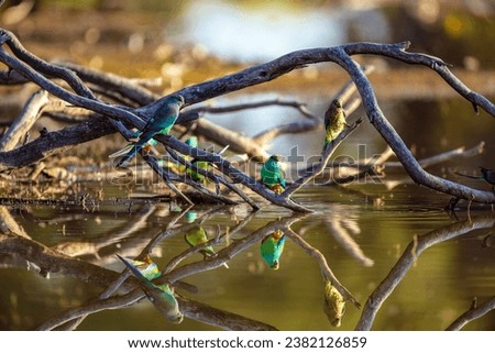 A group of birds sitting on top of a tree branch over water