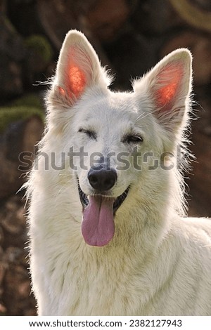 Portrait of a beautiful White Swiss Shepherd Dog