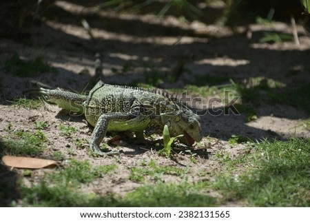 Common iguana eating on weeds and grasses in warm Aruba. Royalty-Free Stock Photo #2382131565