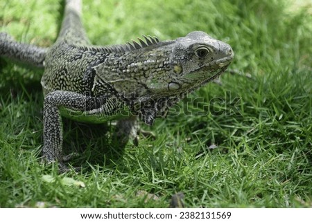 Fantastic side profile of a common iguana in the wild. Royalty-Free Stock Photo #2382131569