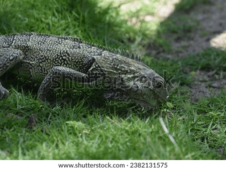Common iguana with spines down his back eating grass in Aruba. Royalty-Free Stock Photo #2382131575